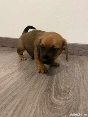 pui de teckel metis - imagine 4