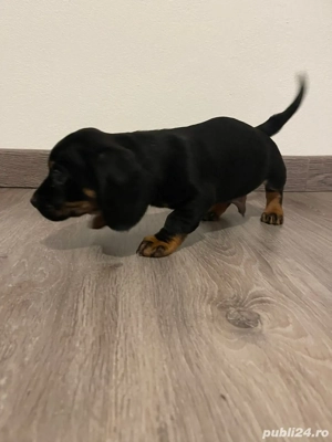 pui de teckel metis - imagine 2