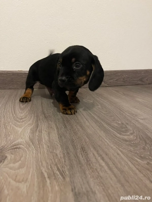 pui de teckel metis - imagine 3