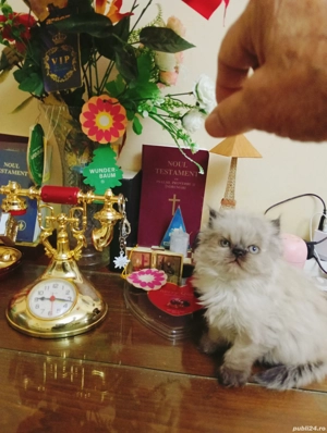 vanzare pisicuți Persani 