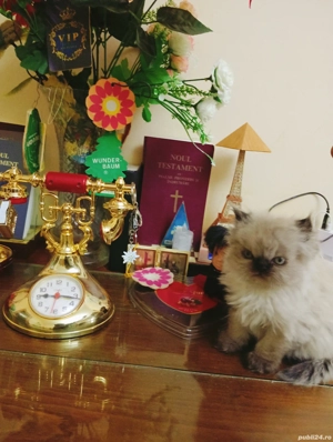 vanzare pisicuți Persani  - imagine 2