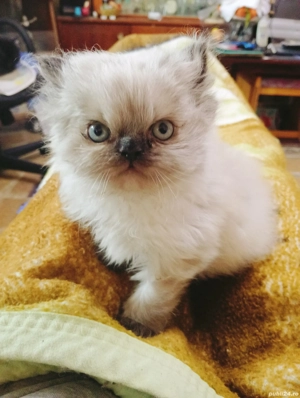 vanzare pisicuți Persani  - imagine 4