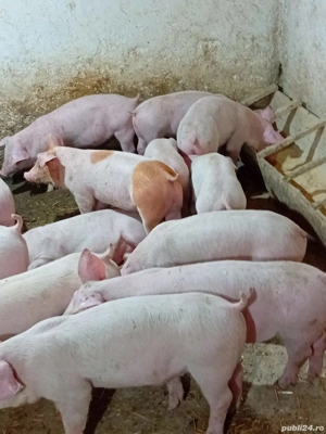 Disponibili rasa de carne - imagine 4