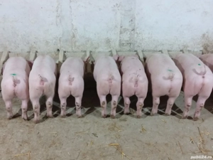 Disponibili rasa de carne - imagine 2