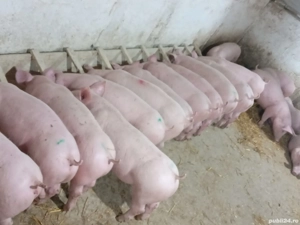 Disponibili rasa de carne - imagine 3