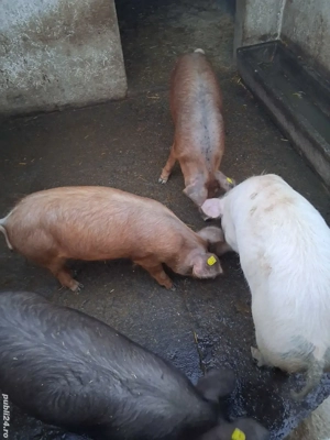 Vand soldani - imagine 2