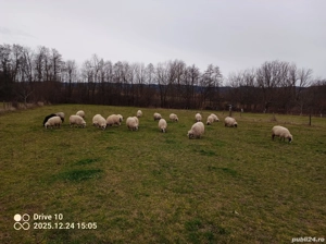 vând oi tinere breze  - imagine 2