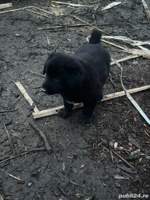 vand 2 catei ciobanesc corb - imagine 2