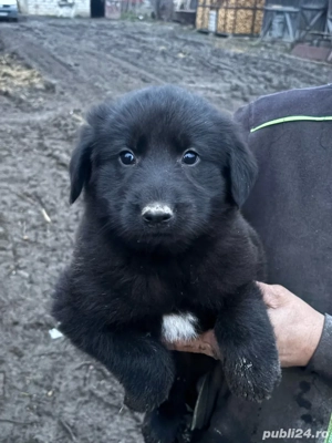 vand 2 catei ciobanesc corb