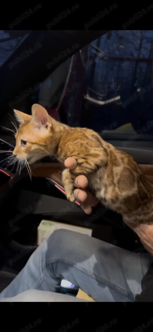 Vând Pisică Bengal, Argintiu, Ochi Verzi , Mascul, Exemplar Superb, Pedigree TICA 