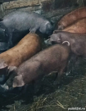 Purcei Duroc - imagine 3