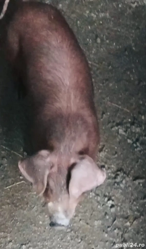 Purcei Duroc - imagine 4