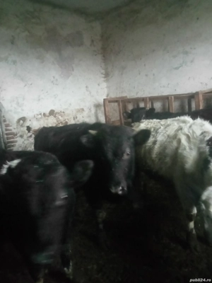 vând viței  - imagine 2