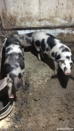 Porci metiși de carne - imagine 2