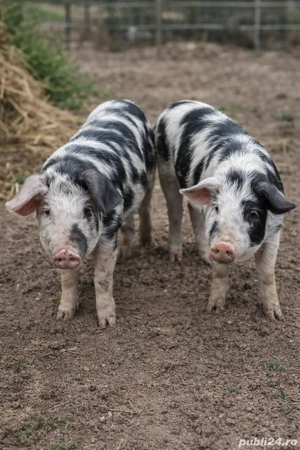 Porci metiși de carne