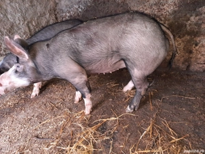 grasuni de la 50 la 80 kg si purcei 9 saptamani 