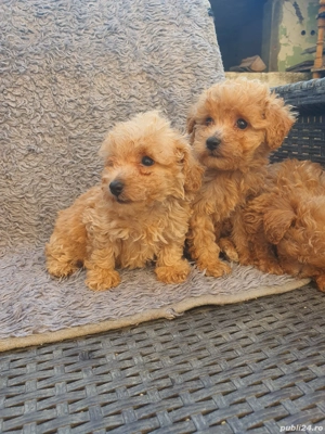 Pudel toy - imagine 2