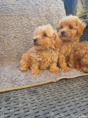 Pudel toy - imagine 3