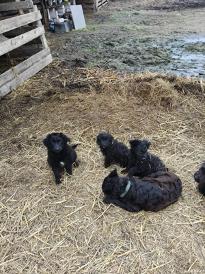 vand catei de intors