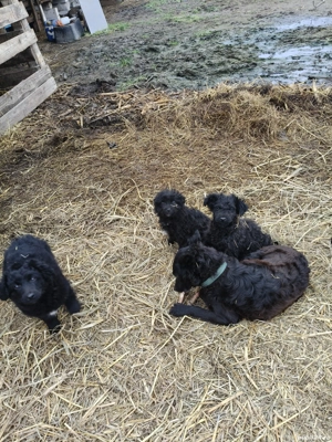 vand catei de intors - imagine 3