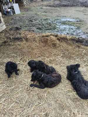 vand catei de intors - imagine 2