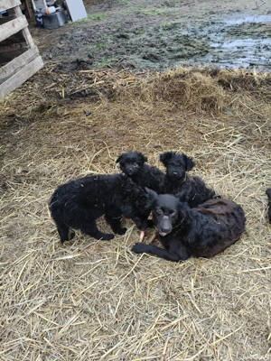 vand catei de intors - imagine 4