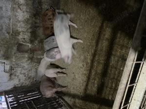 De vânzare porci   - imagine 4