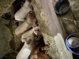De vânzare porci   - imagine 5