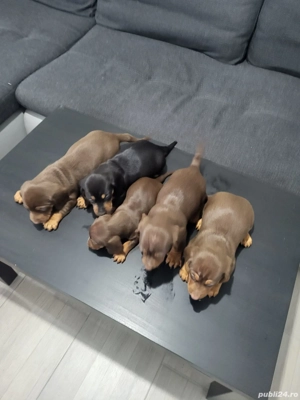 Pui teckel  - imagine 2