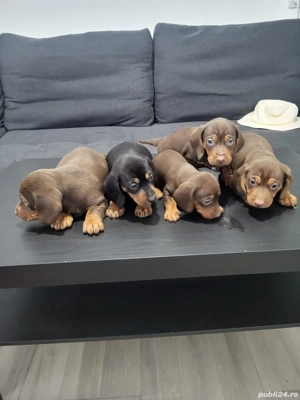 Pui teckel  - imagine 3