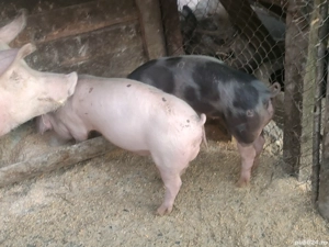 Vând porc de Tara 16 kg și doi purcei - imagine 2