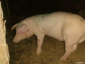 Vând porc de Tara 16 kg și doi purcei - imagine 5