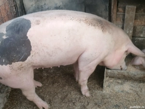 Vând porc de Tara 16 kg și doi purcei
