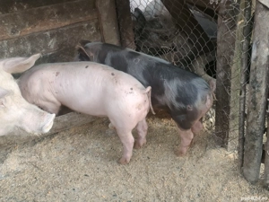 Vând porc de Tara 16 kg și doi purcei - imagine 3