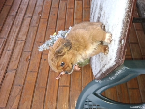 Pechinez-fetiță de 12 săptămâni - imagine 3