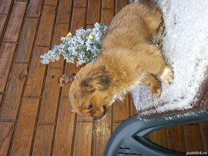 Pechinez-fetiță de 12 săptămâni - imagine 5