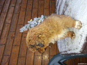 Pechinez-fetiță de 12 săptămâni - imagine 2