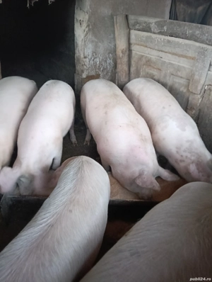 Porci de vanzare - imagine 2