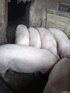 Porci de vanzare - imagine 4