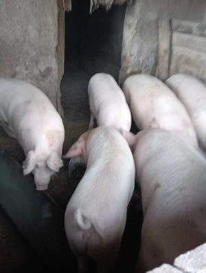 Porci de vanzare - imagine 3