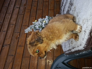 Pechinez-fetiță de 12 săptămâni - imagine 4