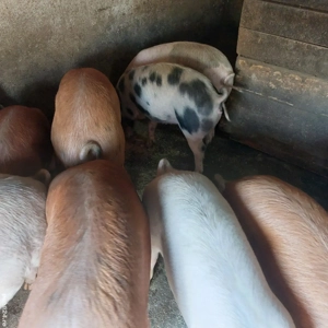 vand grasuni 50-100 kg, pret 12 lei kg - imagine 3