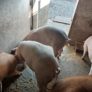 vand grasuni 50-100 kg, pret 12 lei kg - imagine 2