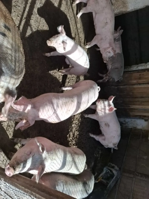 vand purcei la schimb - imagine 4