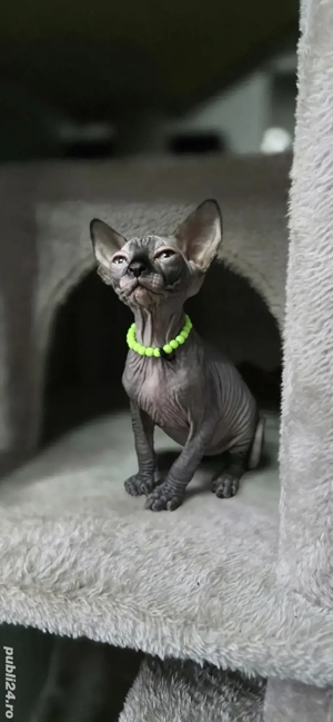 Motanel Sphynx  - imagine 3