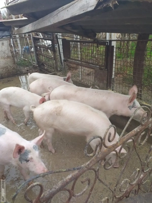 de vânzarea crescut in gospodărie proprie 600 buc