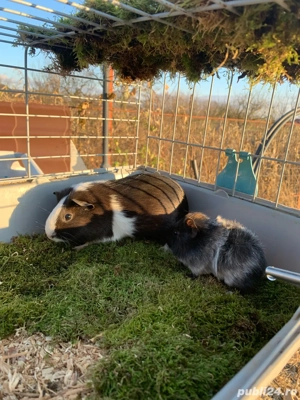 vand sau schimb porcusor de guineea - imagine 2