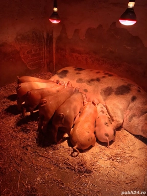 purcei  disponibili peste2 săptămâni 