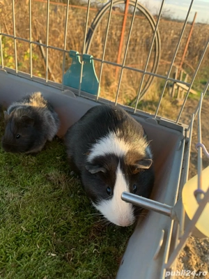 vand sau schimb porcusor de guineea - imagine 3