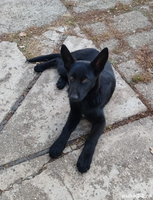 Cățelușa ciobănesc german 